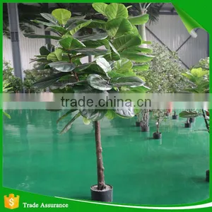 6ft Hotel Indoor Decoration Green Ficus Pandurata Tree Artificial Plants thumbnail-1