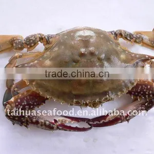 Swimming Crab thumbnail-1