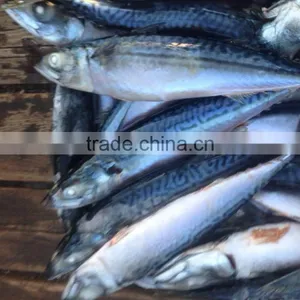 Seafrozen Pacific Mackerel thumbnail-2