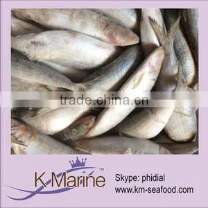 Frozen Whole Round Fish Seafood thumbnail-1