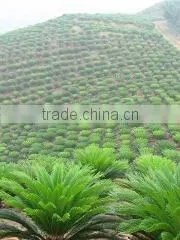 Foshan Greenworld Nursery Co., Ltd. company overview - view 1 thumbnail