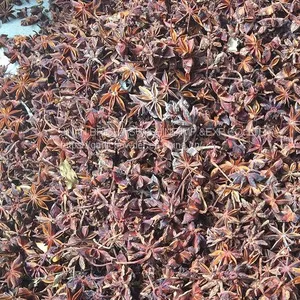 FAQ Star Anise Whole China Ganzhi thumbnail-1