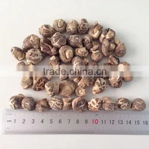 Dried Tea Flower Shiitake Mushroom With Cap 1-2 CM thumbnail-1