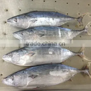 Skip Jack Tuna Fish thumbnail-2