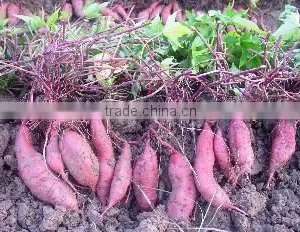 FRESH SWEET POTATO thumbnail-5