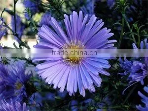 Chamomile Oil Blue thumbnail-1