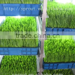 Farm Favorite Green Organic Fodder Growing Machine thumbnail-4