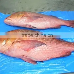 RED SNAPPER thumbnail-1