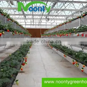 Strawberry Hydroponics thumbnail-4