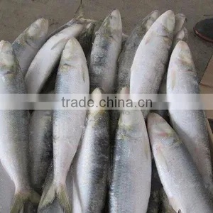 8-10pcs/kg Frozen W/R Sardine for Canning thumbnail-3