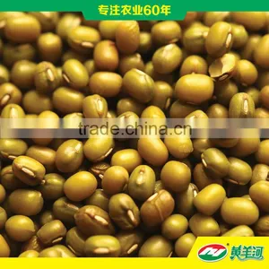 Lentil thumbnail-1