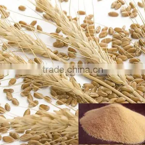 Best Function Lose Weight Dried Barley Malt Extract 98%Hordenine thumbnail-1