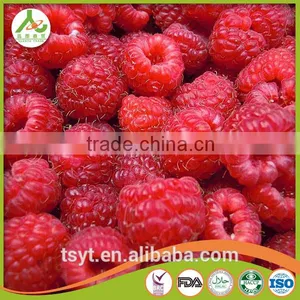 Golden Supplier of Top Quality IQF Frozen Raspberry thumbnail-2