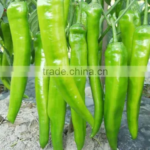 Hot Sale Hybrid High Yield Chili Pepper Seeds-XY 159 thumbnail-3