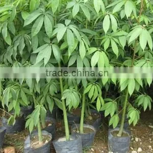 Gossampinus Malabarica Cotton Trees Seedling From China thumbnail-5