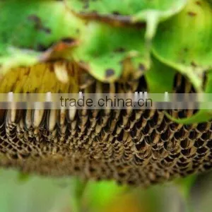 Promotion Striped Sunflower Seeds With Competitive Price thumbnail-5