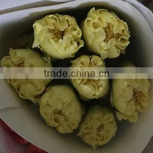 Best Price Fresh Carnation Flowers for Sell thumbnail-5