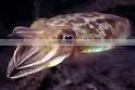 CUTTLEFISH thumbnail-1