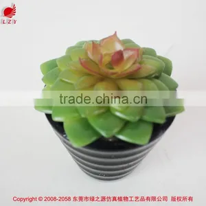 Tropical Mini Succulent Plants Bonsai for Sale Artificial Succulents thumbnail-1