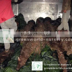 Trachycarpus Fortunei Loading 40ft thumbnail-1