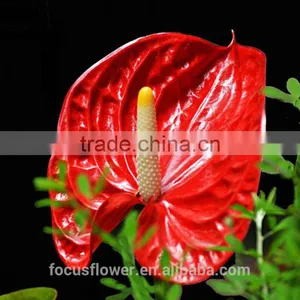 Top Selling Good Quanlity Natural Fresh Summer Special Red Anthurium Flowers From Yunnan thumbnail-3