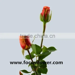 Newest Fresh Cut Flowers Colombia Kunming Flower Exporter Golden Rose With 22stems/bundle thumbnail-4