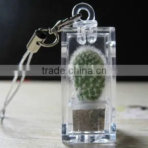 Live Mini Plant and Plant Pet Tree thumbnail-2
