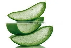 Aloe Vera thumbnail-3