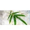Sell Bamboo Fiber thumbnail-1