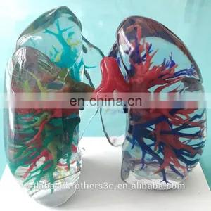 Surgical Training Manikin MJP 3D Printing Color Organ Model thumbnail-2