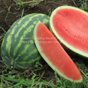 Red Rose High Resistance and Crisp Flesh Watermelon Seeds thumbnail-1