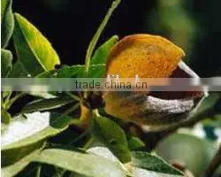 Press Sweet Almond Oil in Bulk thumbnail-1