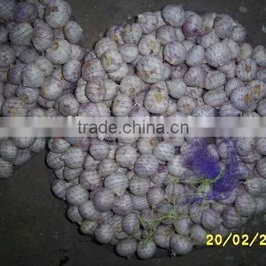 China Solo Garlic thumbnail-1