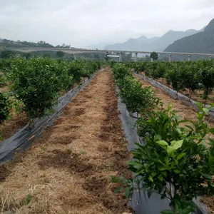 Original Manufacturer of Orchard Weed Control Fabric and Agricultural Weed Barrier Fabric Exporter for Foreign Trade thumbnail-5