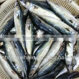 Scomber Japonicus / Frozen Pacific Mackerel HG thumbnail-1