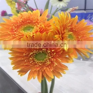 Export Fresh Chrysanthemum Flowers to Dubai Cut Flowers thumbnail-1