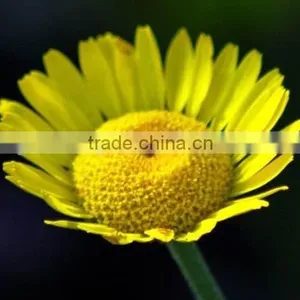 Golden Camomile , Anthemis Tinctoria Linn.,flower Seed,herb Seed,vegetalbe Seed,fruit Seed,grass Seed thumbnail-1
