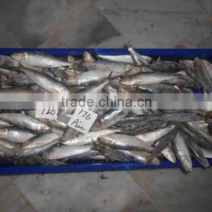 Frozen Sardine Fish thumbnail-6