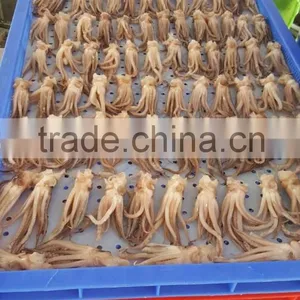 Squid Tentacle (Todarodes Pacific Squid) thumbnail-2