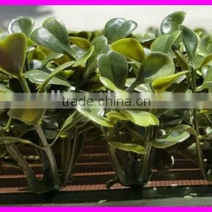 Artificial Hedge For Home Decoration thumbnail-4