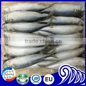 Frozen Mackerel Price Indian Mackerel Pacific Mackerel thumbnail-5