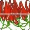 Fresh Red Chilli Pepper thumbnail-1
