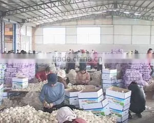 Jining Sinotrading Co., Ltd. company overview - view 4 thumbnail