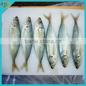Frozen Fish Purse Seiner Horse Mackerel IQF thumbnail-1