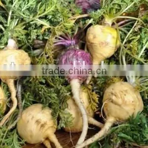 High Quality 40% Macamides Maca Root Extract Powder thumbnail-2