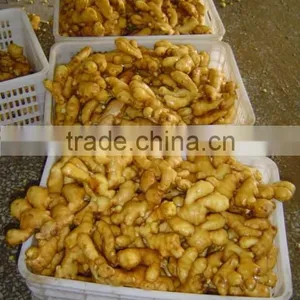 Organic Fresh Ginger thumbnail-2