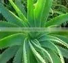 Beauty Products Aloe Vera Gel. thumbnail-1