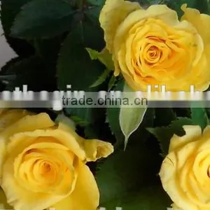 Fresh Cut Yellow Roses Flower Fresh Cut Flowers Top Quality thumbnail-4