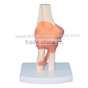 Elbow Model With Ligament thumbnail-1