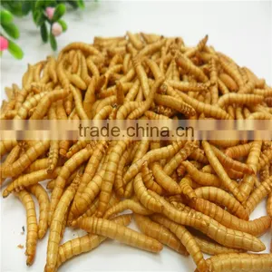 Premium Freeze Dried Mealworms For Bird Food;Natural Mealworms thumbnail-3
